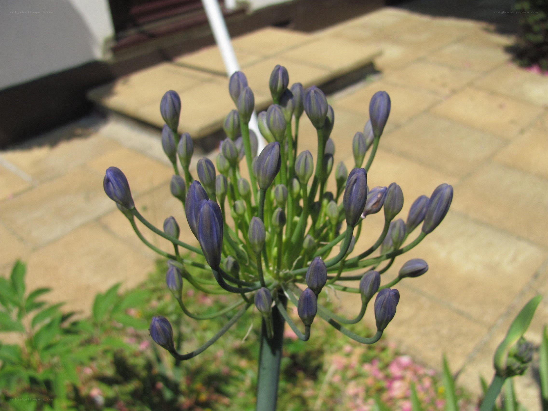 purple flower buds in garden