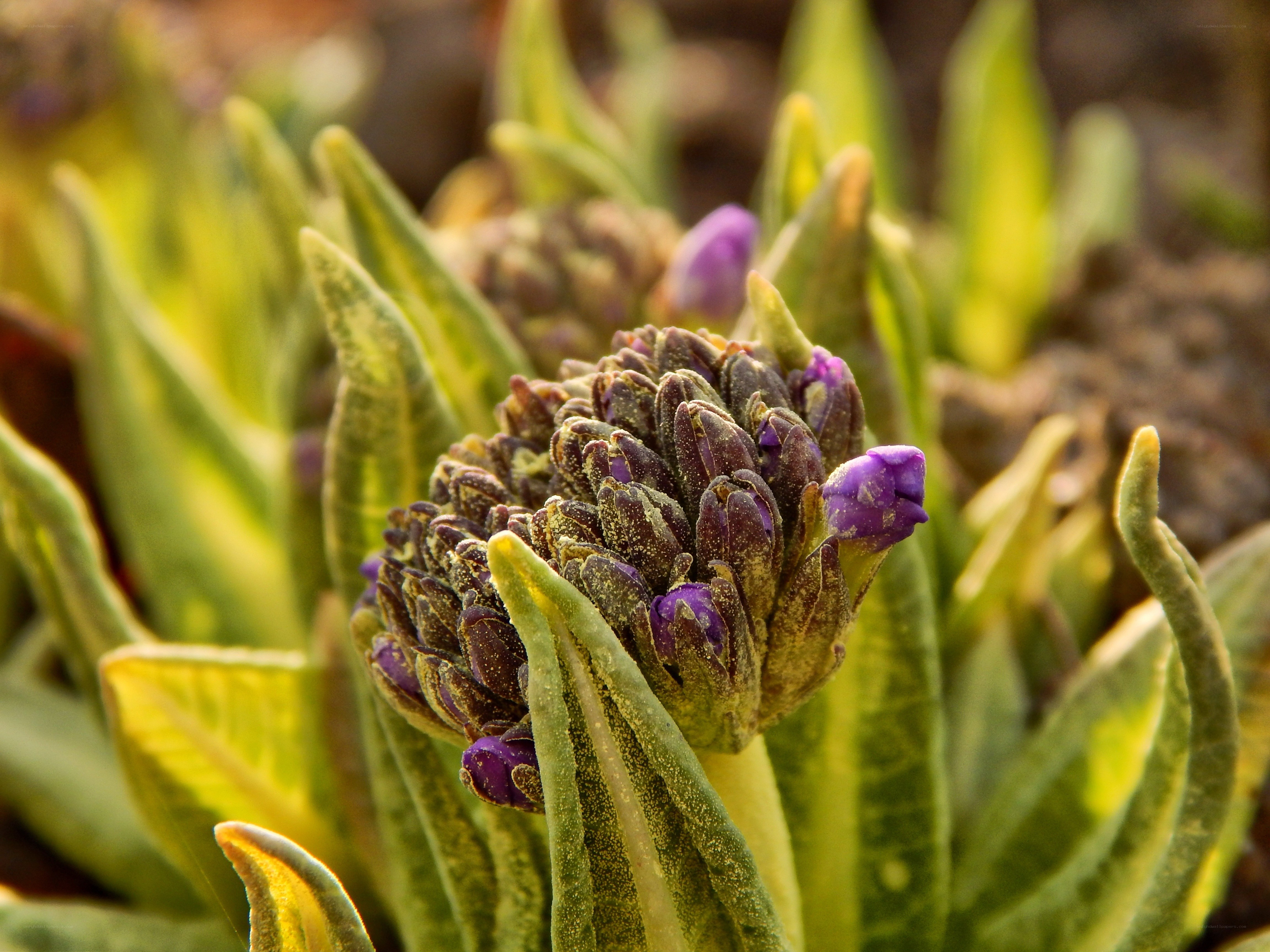 purple flower buds in sunlight