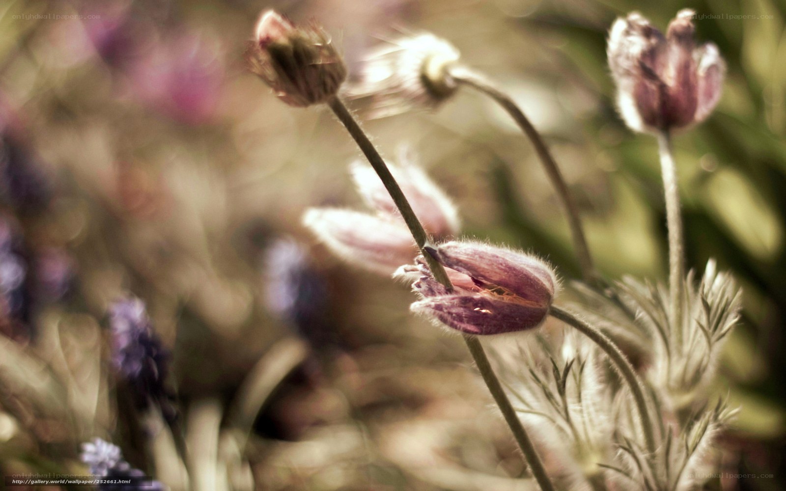 Purple flower buds in sunlight