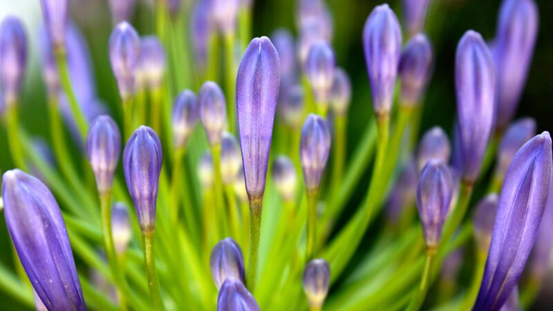 Purple Flower Buds — Leaves