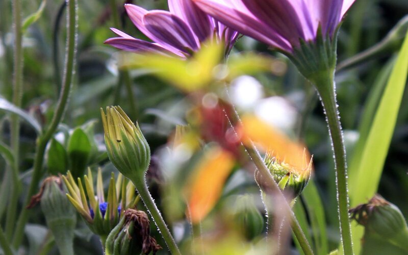 Purple Flower Buds — Natural, Afternoon, Photograph, Green Stems