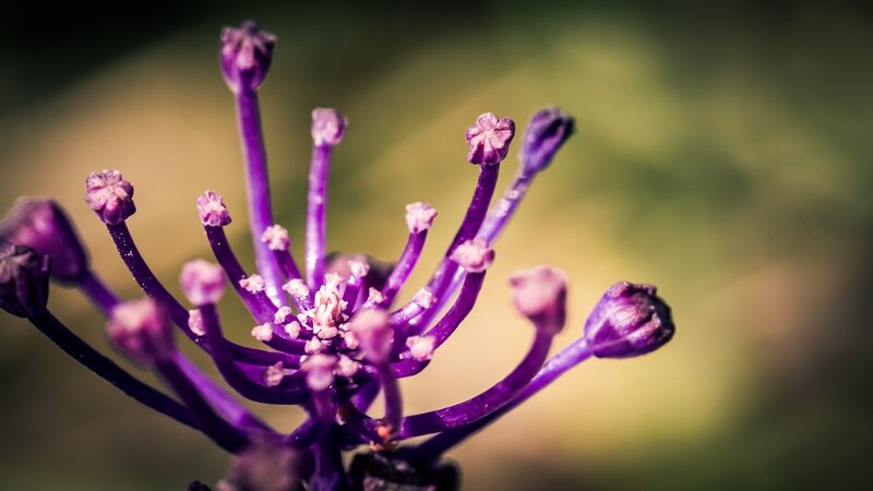Purple Flower Buds — Natural, Afternoon