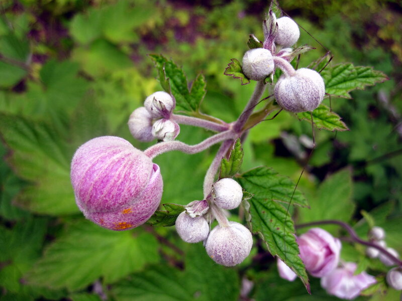 Purple Flower Buds — Natural
