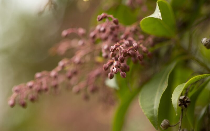 purple flower buds on a branch