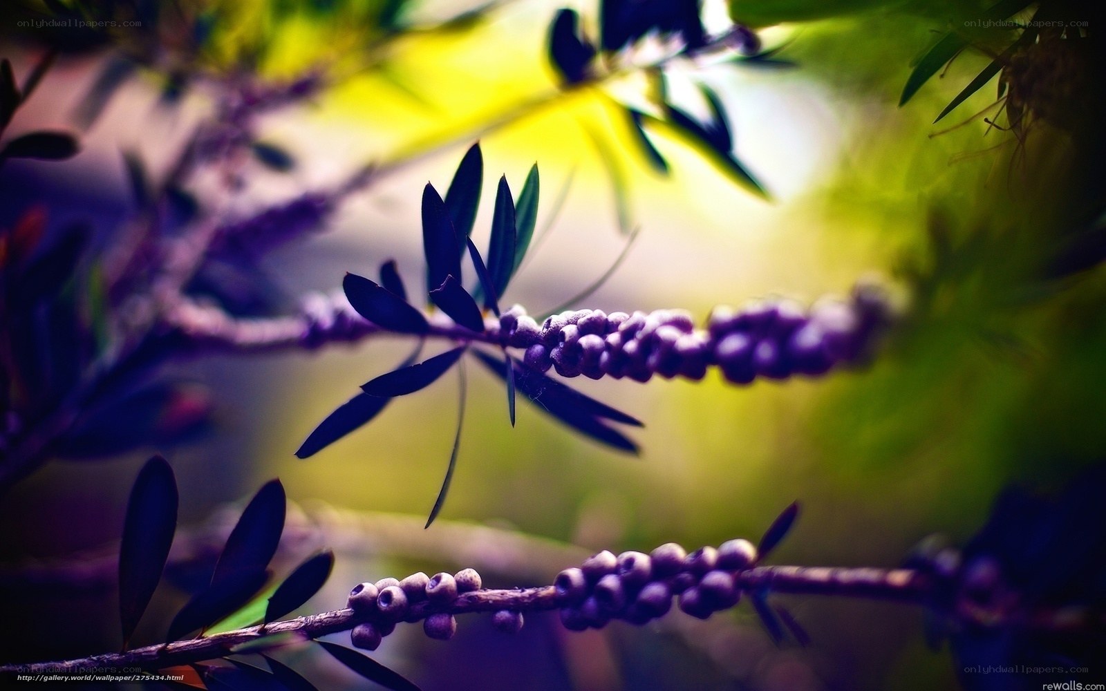 Purple Flower Buds on a Branch