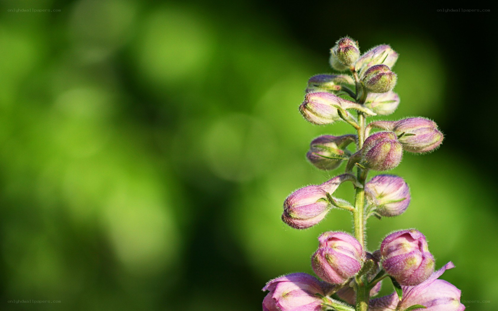 purple flower buds on a stem