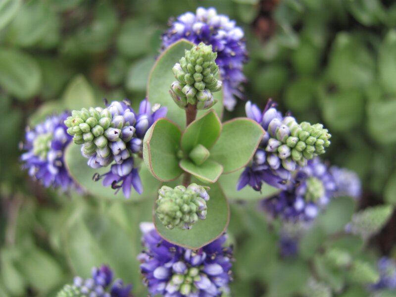 purple flower buds on green plant