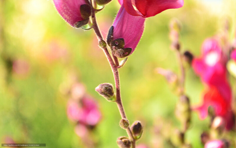 Purple Flower Buds — Pink, Serene, Afternoon