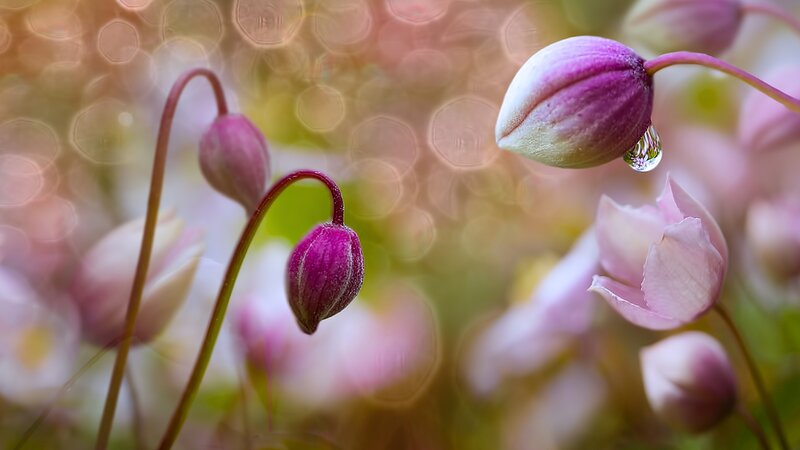 Purple Flower Buds — Pink, Serene