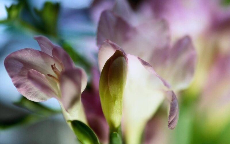 Purple Flower Buds — Pink
