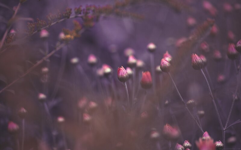 Purple Flower Buds — Serene, Night