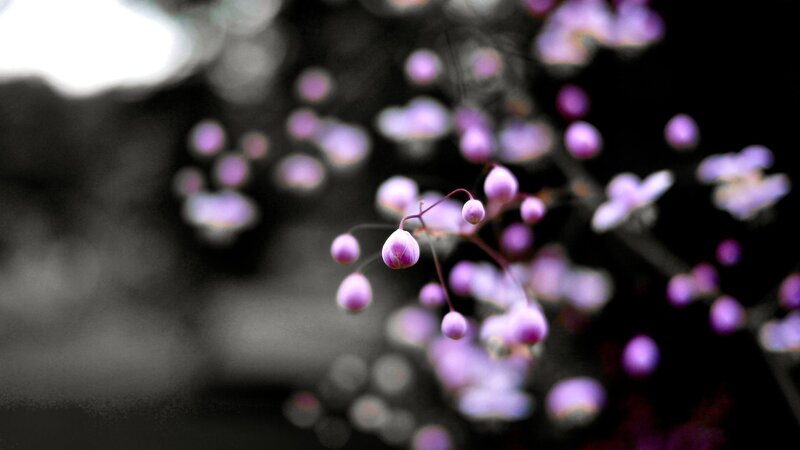 Purple Flower Buds — Serene, Photograph, Branches