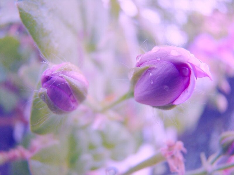 Purple Flower Buds — Serene, Photograph, Leaves