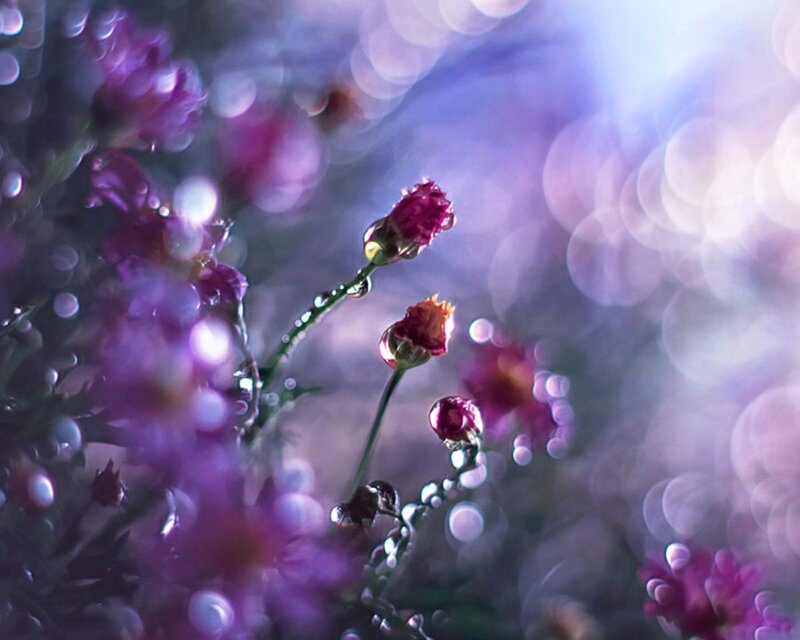 Purple Flower Buds — Serene, Photograph, Stem