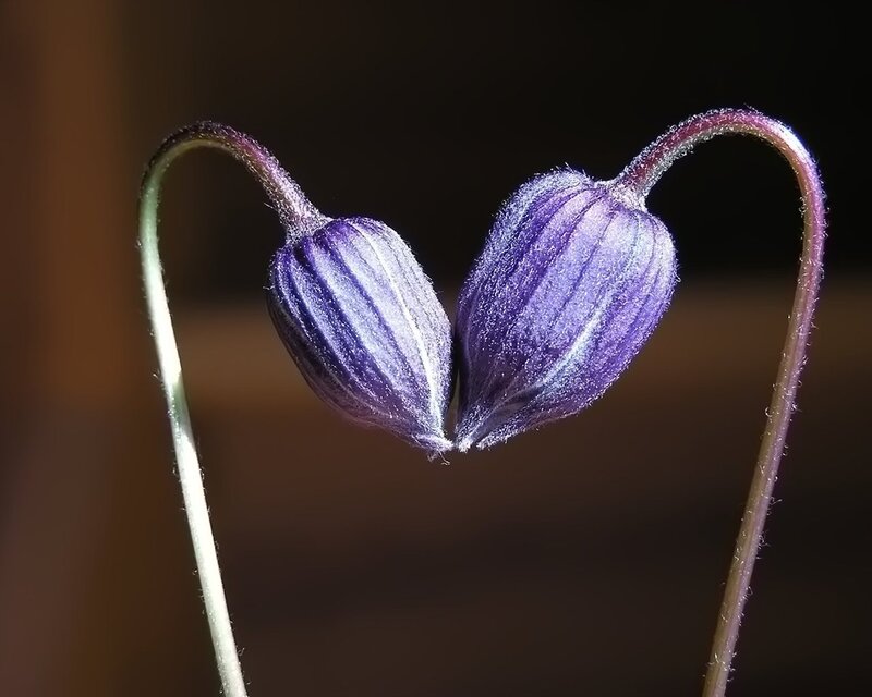 Purple Flower Buds — Serene, Photograph