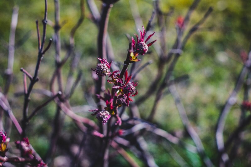 Purple Flower Buds — Serene, Spring, Photograph, Branches