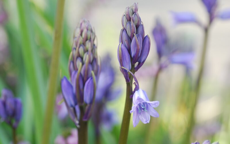 Purple Flower Buds — Serene, Spring, Photograph, Stem, Greenery