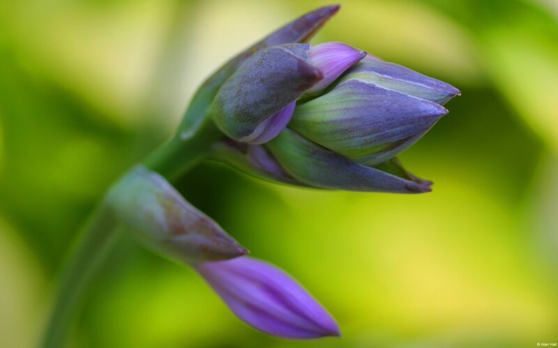 Purple Flower Buds — Serene, Spring, Photograph, Stem