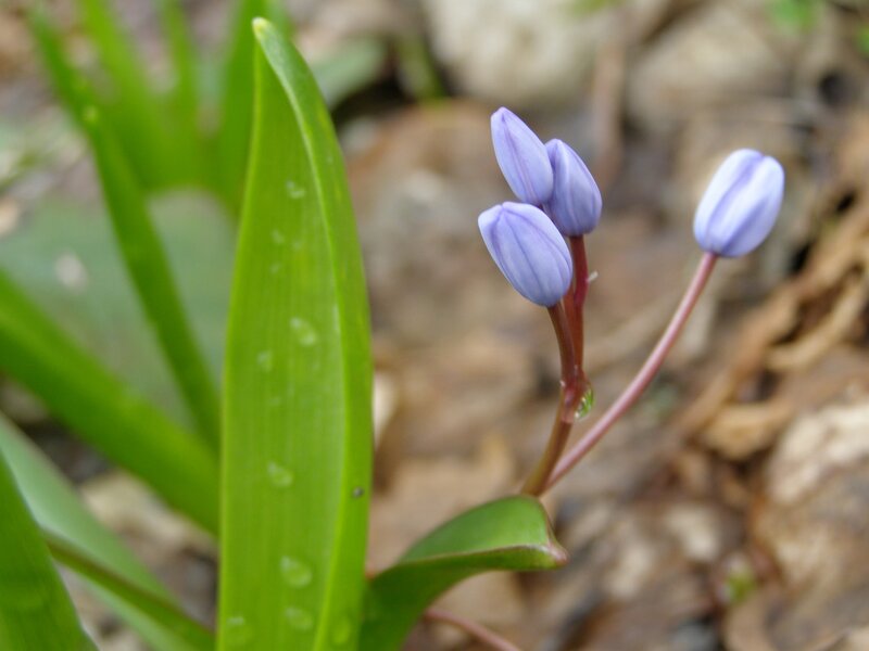 Purple Flower Buds — Serene, Spring, Photograph