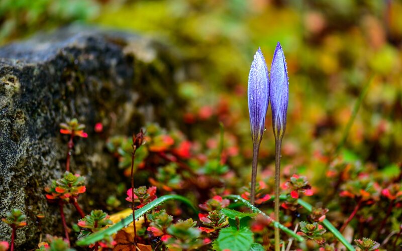Purple Flower Buds — Serene, Spring