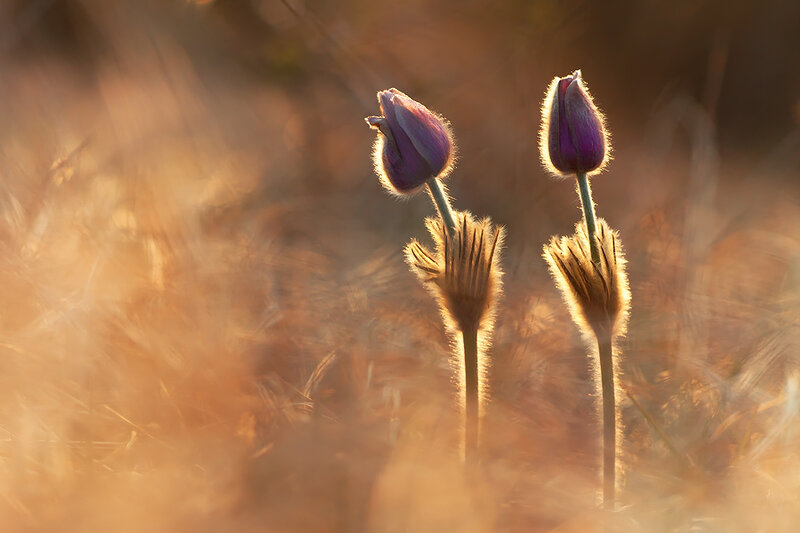 Purple Flower Buds — Serene, Sunset