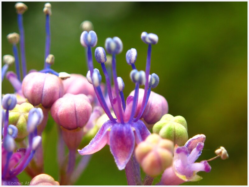 Purple Flower Buds