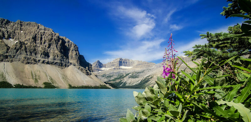 Purple Flower by Lake — Blue