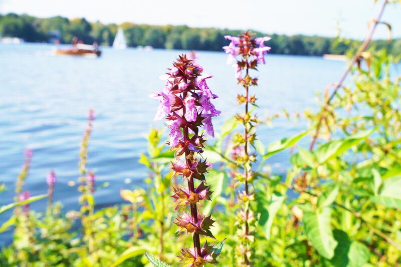 Purple Flower by Lake