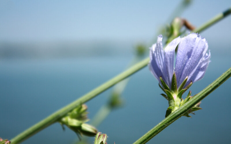purple flower by the water