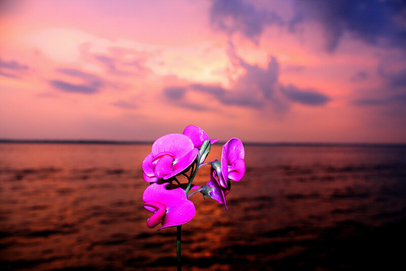 Purple Flower by Water