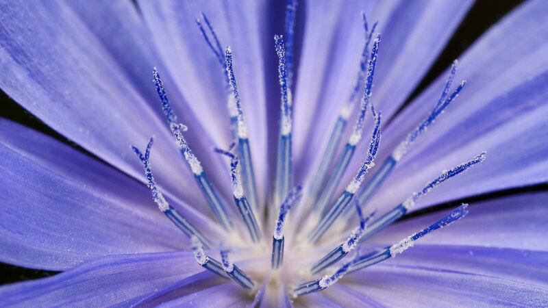 Purple Flower Center — Blue
