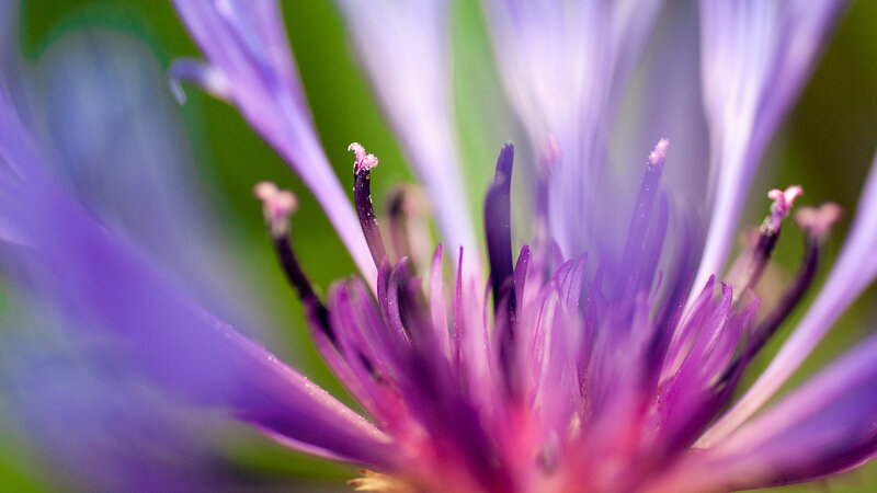 Purple Flower Center — Calm, Photograph