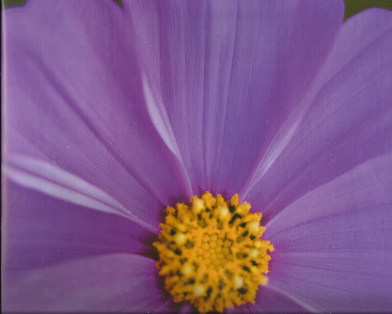 Purple Flower Center — Calm, Photograph, Yellow Center
