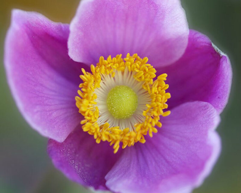 Purple Flower Center — Calm, Photograph, Yellow Stamen