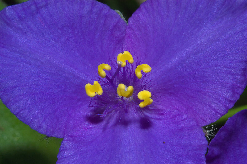 Purple Flower Center — Calm