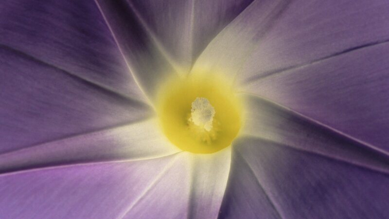 purple flower center close-up