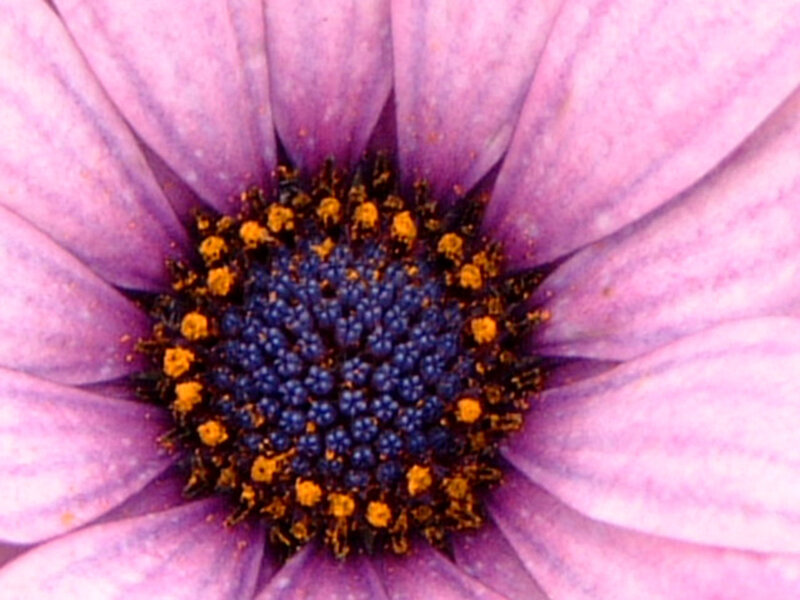 purple flower center close-up