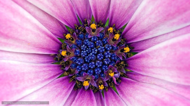 purple flower center close-up