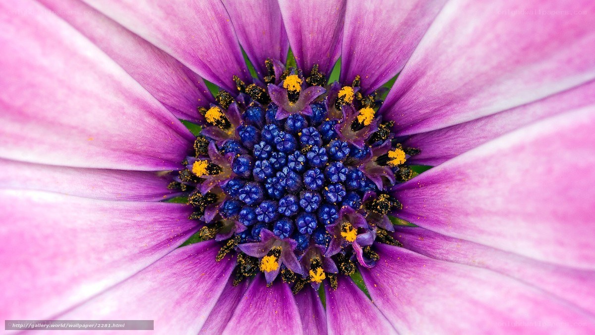 purple flower center close-up