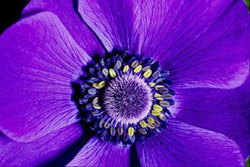 Purple Flower Center — Dramatic, Photograph
