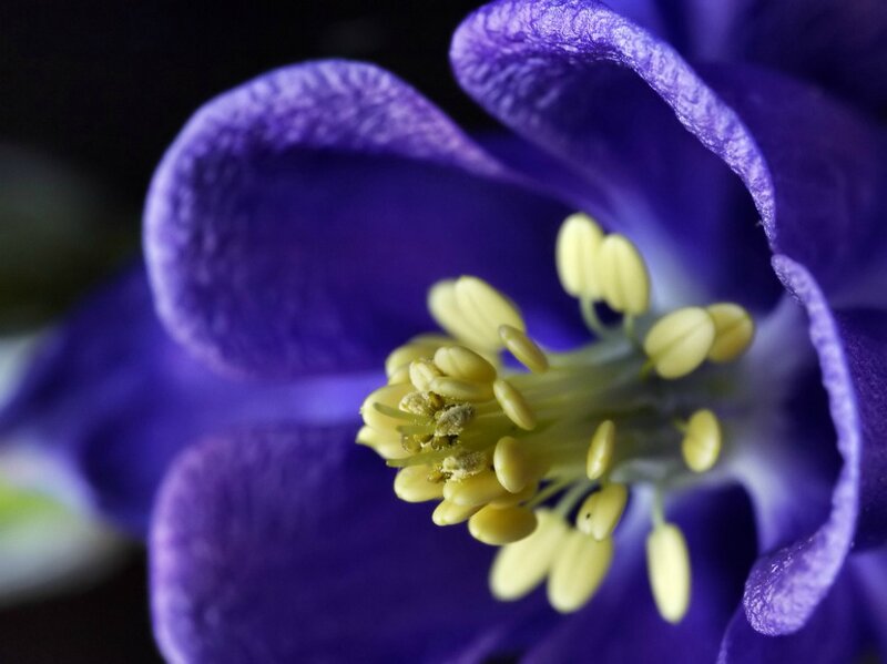 Purple Flower Center — Dramatic, Photograph, Yellow Stamen, Petal