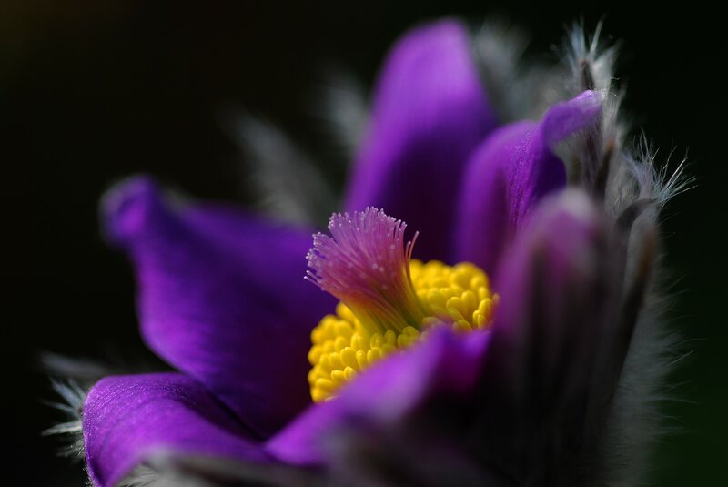 Purple Flower Center — Dramatic, Photograph, Yellow Stamen