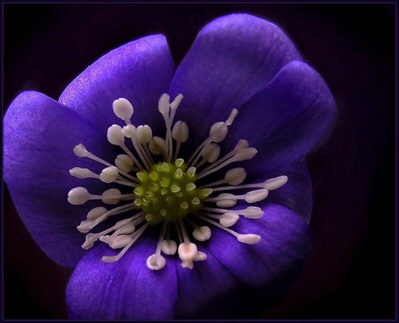 Purple Flower Center — Dramatic