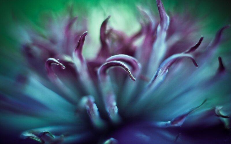 Purple Flower Center — Dreamy