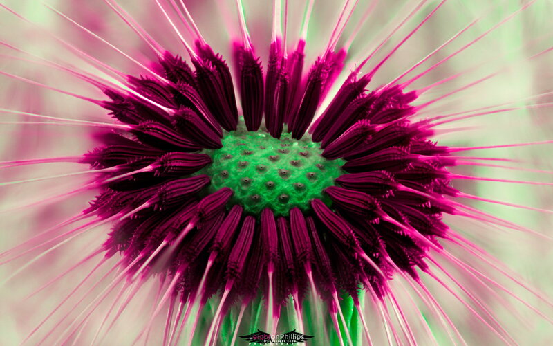Purple Flower Center — Magenta