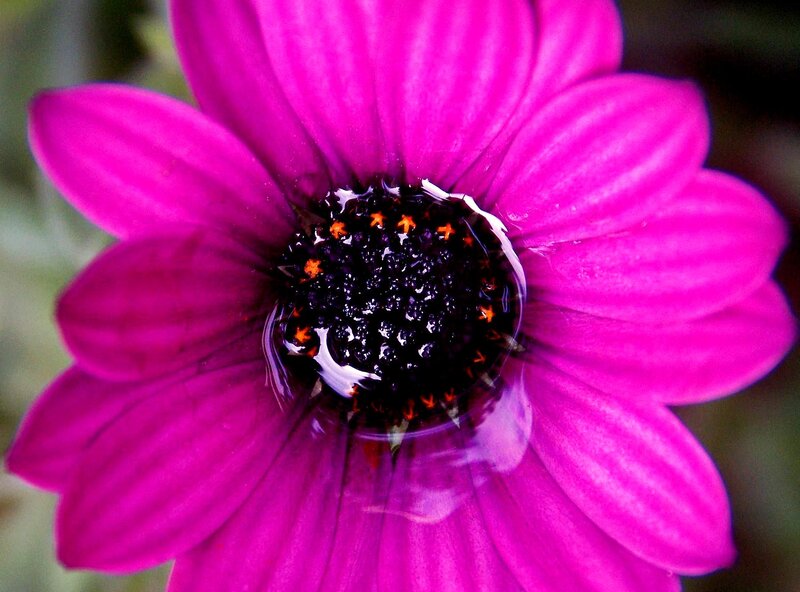 Purple Flower Center — Magenta, Vibrant