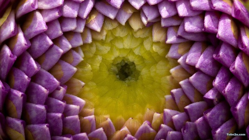 Purple Flower Center — Natural, Petals