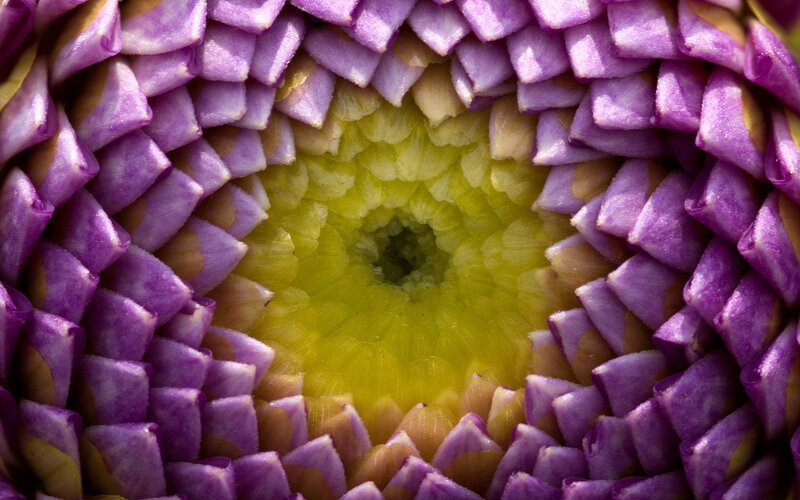 Purple Flower Center — Natural, Photograph, Petals, Yellow