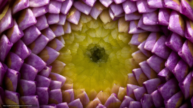 Purple Flower Center — Natural, Photograph