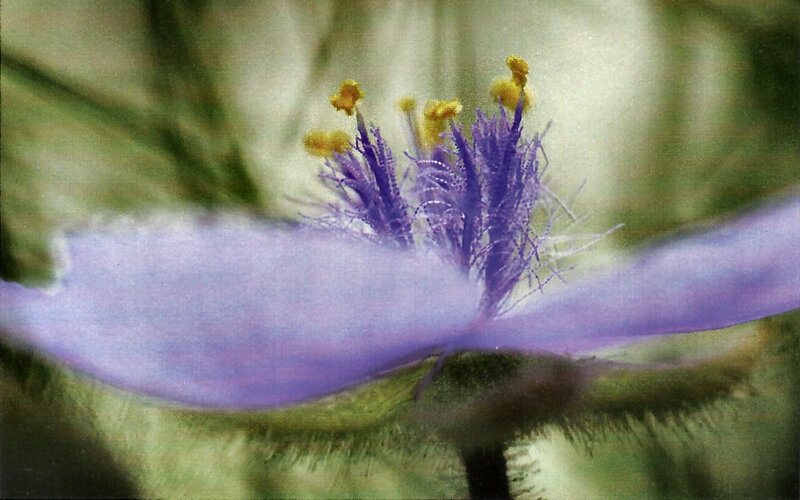 Purple Flower Center — Natural